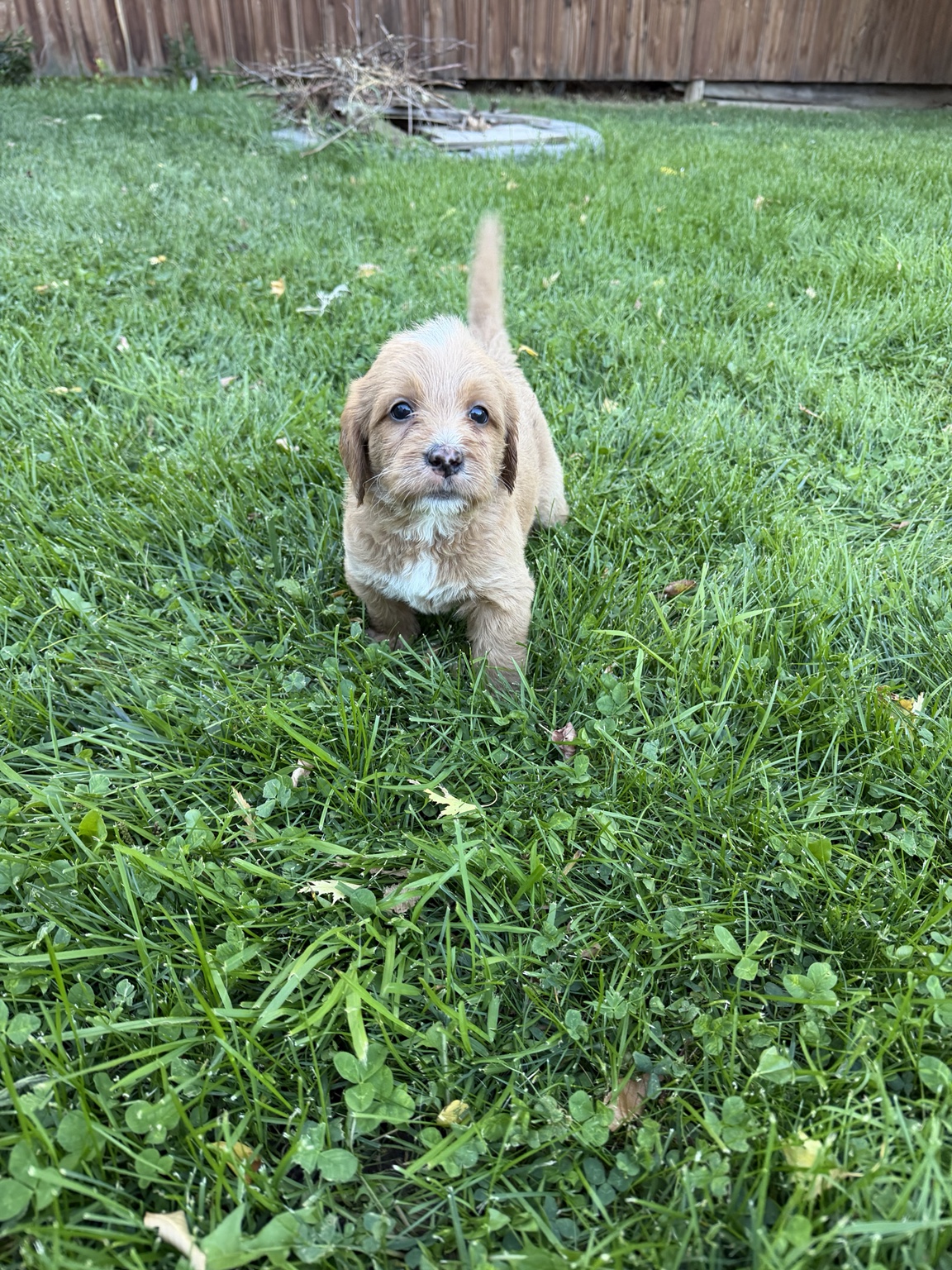 Daisy Do Goldendoodle puppy outdoors