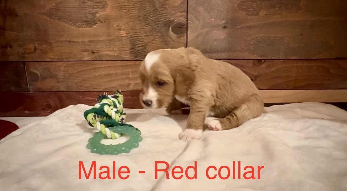 Boy Goldendoodle puppy - Red Collar