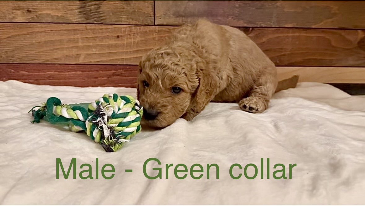 Boy Goldendoodle puppy - Green Collar