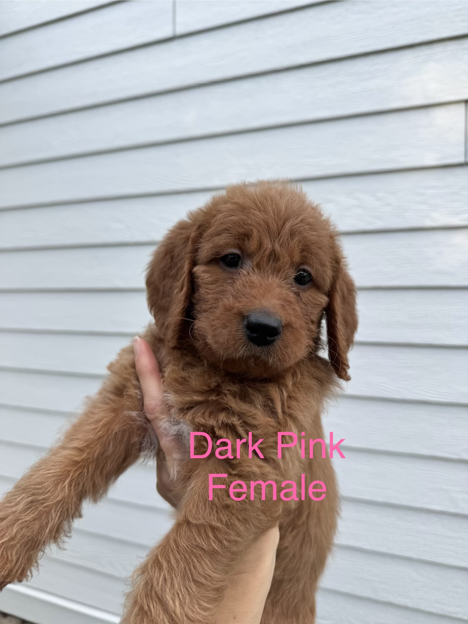 Girl Goldendoodle puppy - Dark Pink Collar