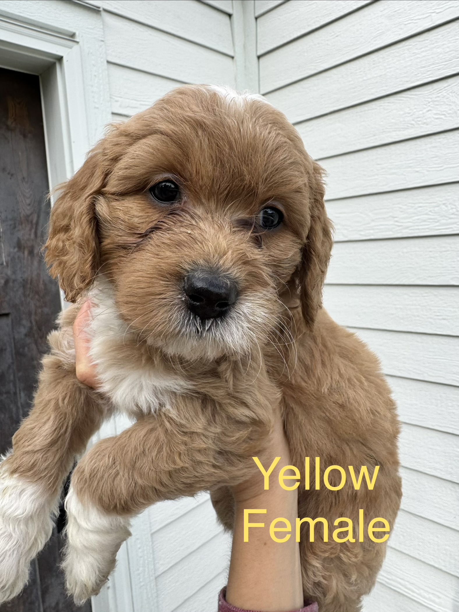 Girl Goldendoodle puppy - Yellow Collar