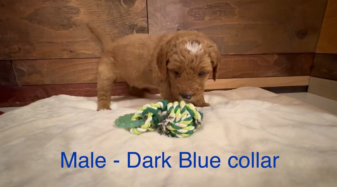 Boy Goldendoodle puppy - Dark Blue Collar