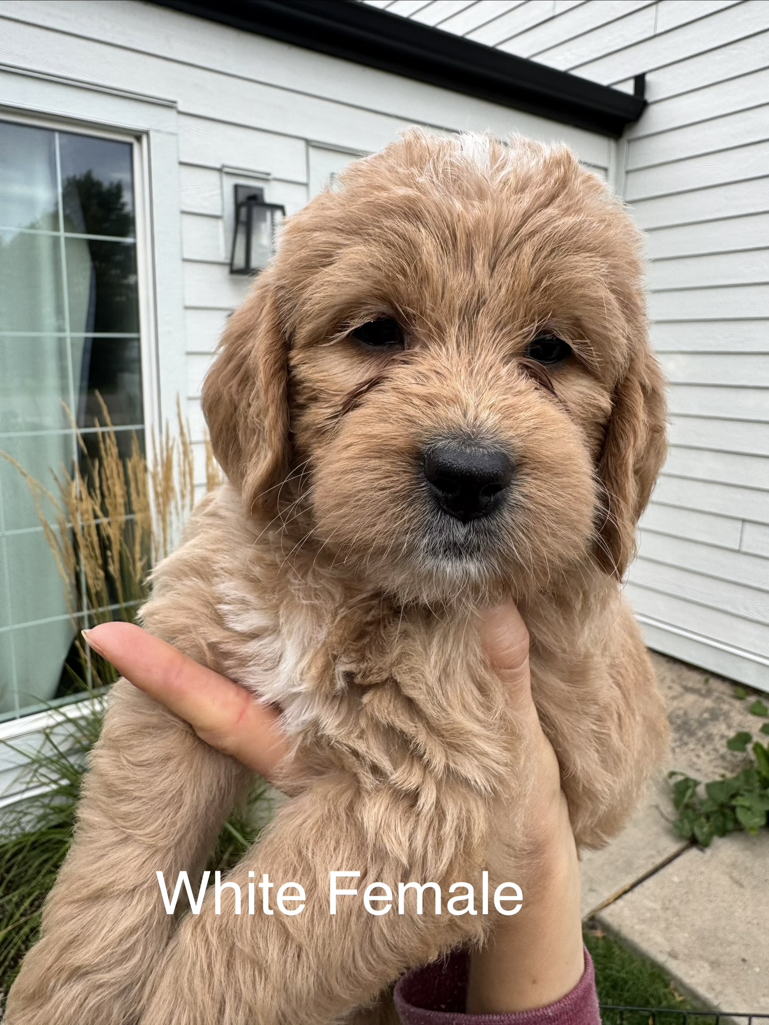 Girl Goldendoodle puppy - White Collar