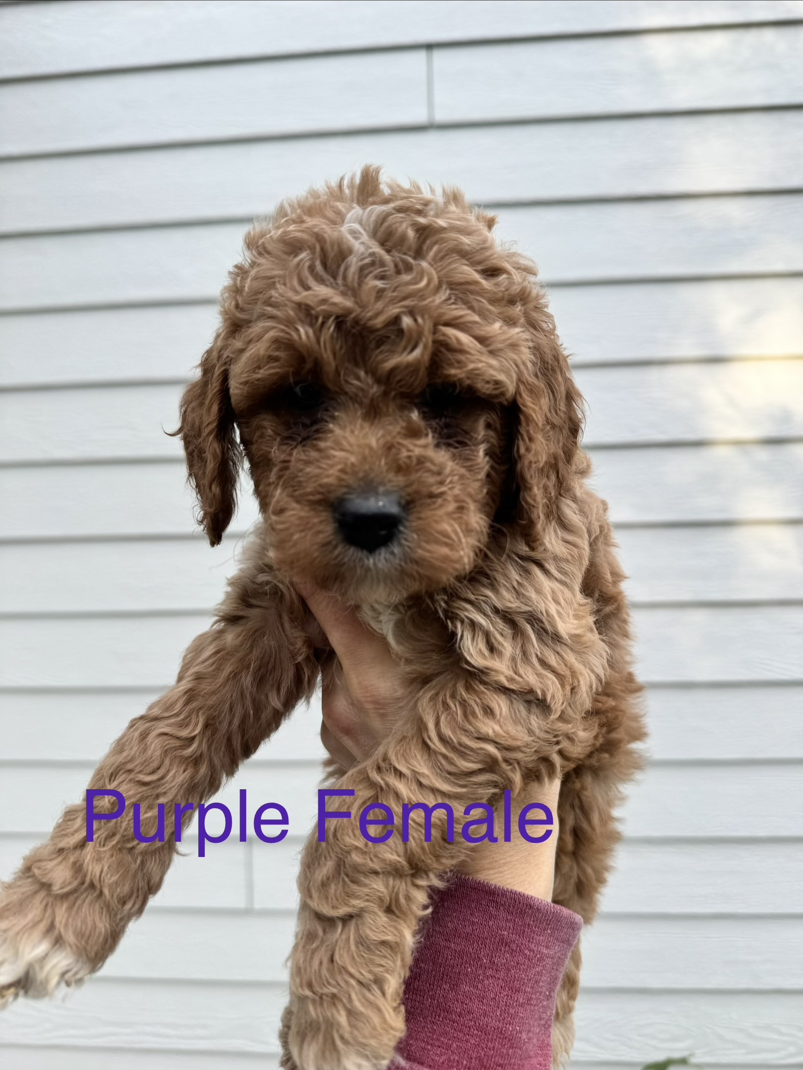 Girl Goldendoodle puppy - Purple Collar
