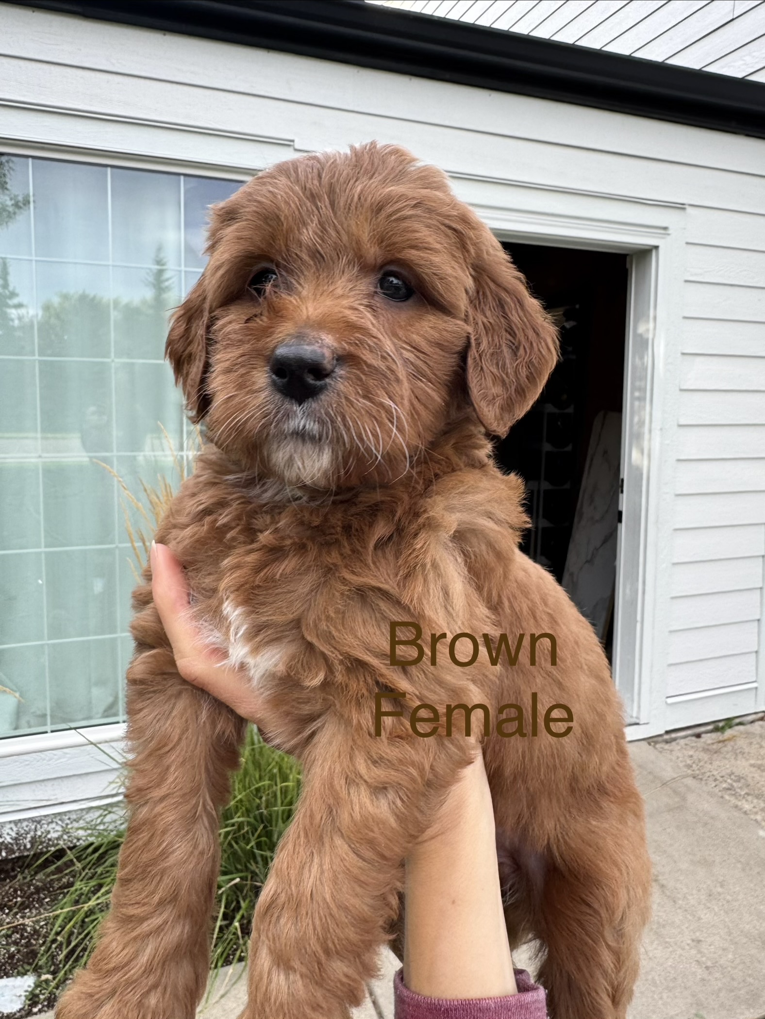 Girl Goldendoodle puppy - Brown Collar