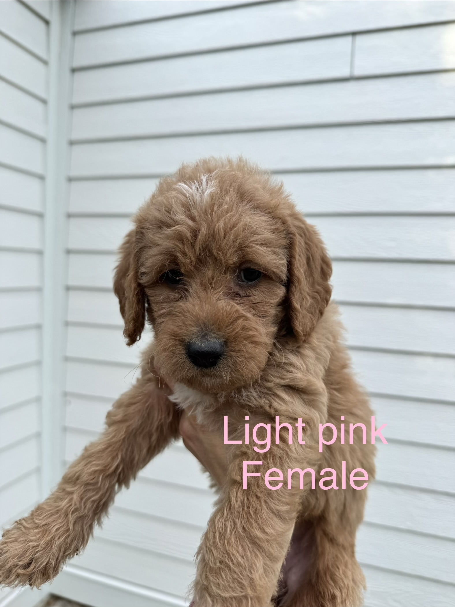 Girl Goldendoodle puppy - Light Pink Collar