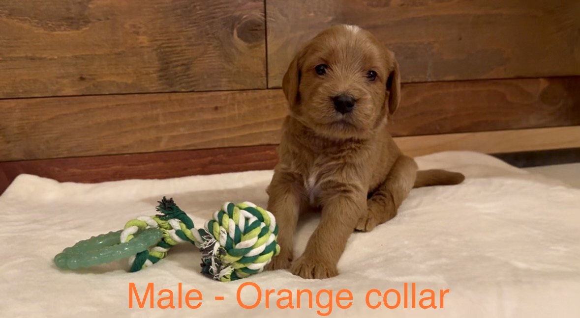 Boy Goldendoodle puppy - Orange Collar