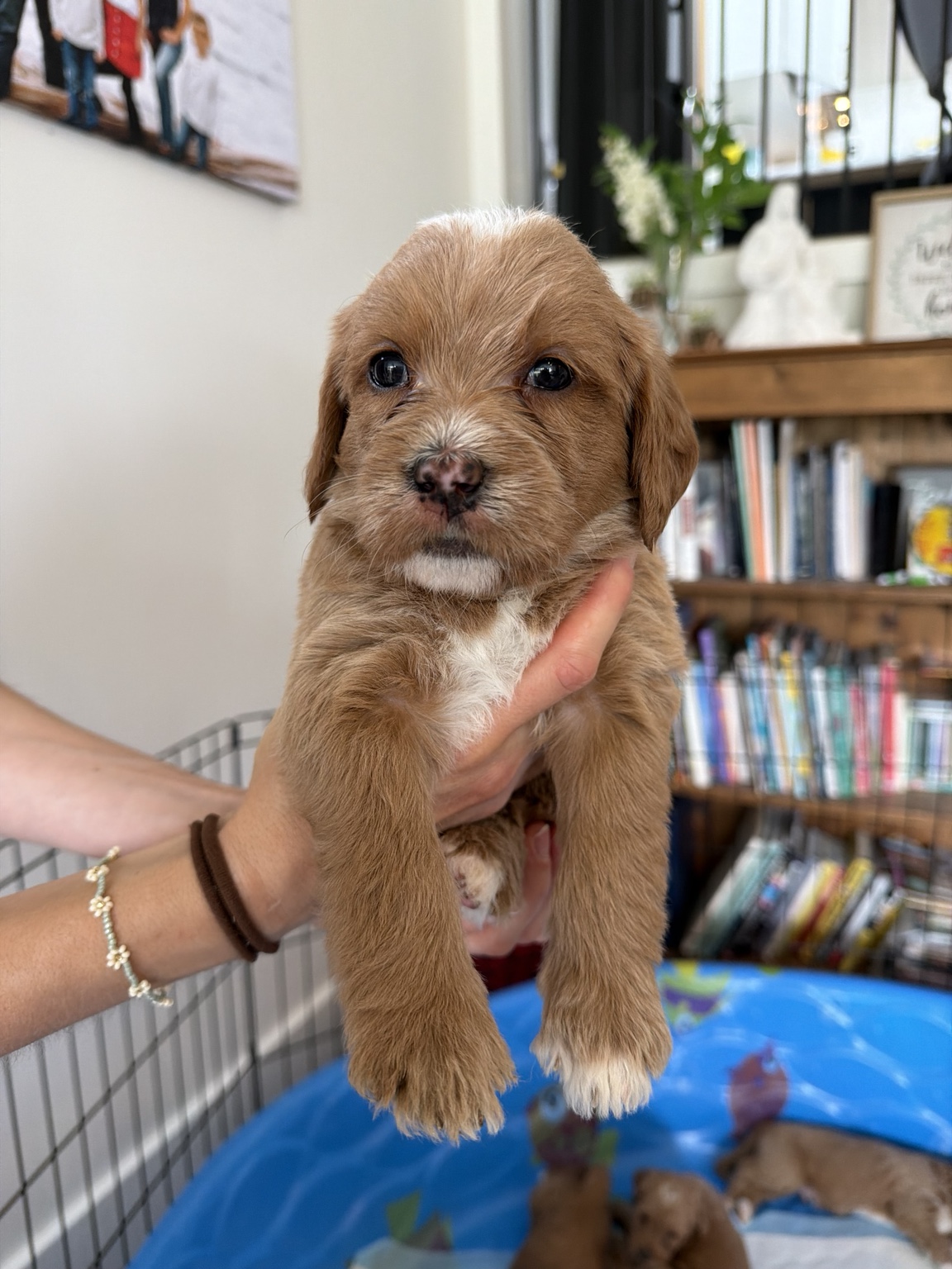 Boy Goldendoodle puppy - Light Blue Collar