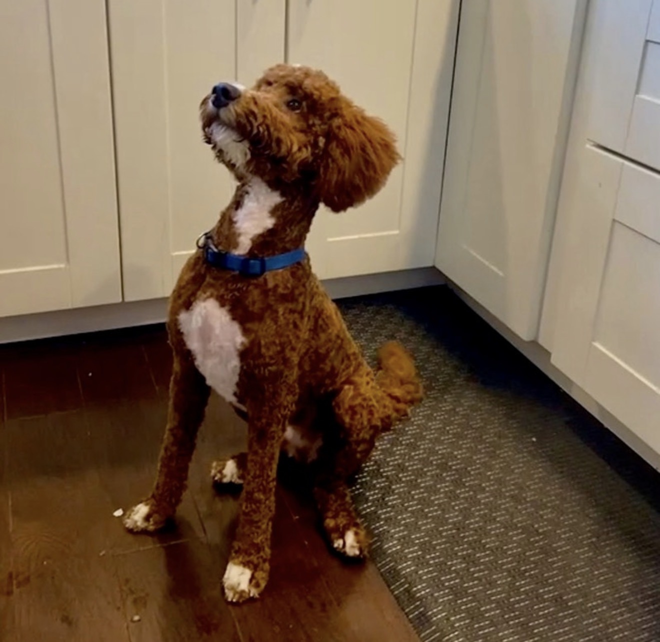 Rigby, father of the puppies