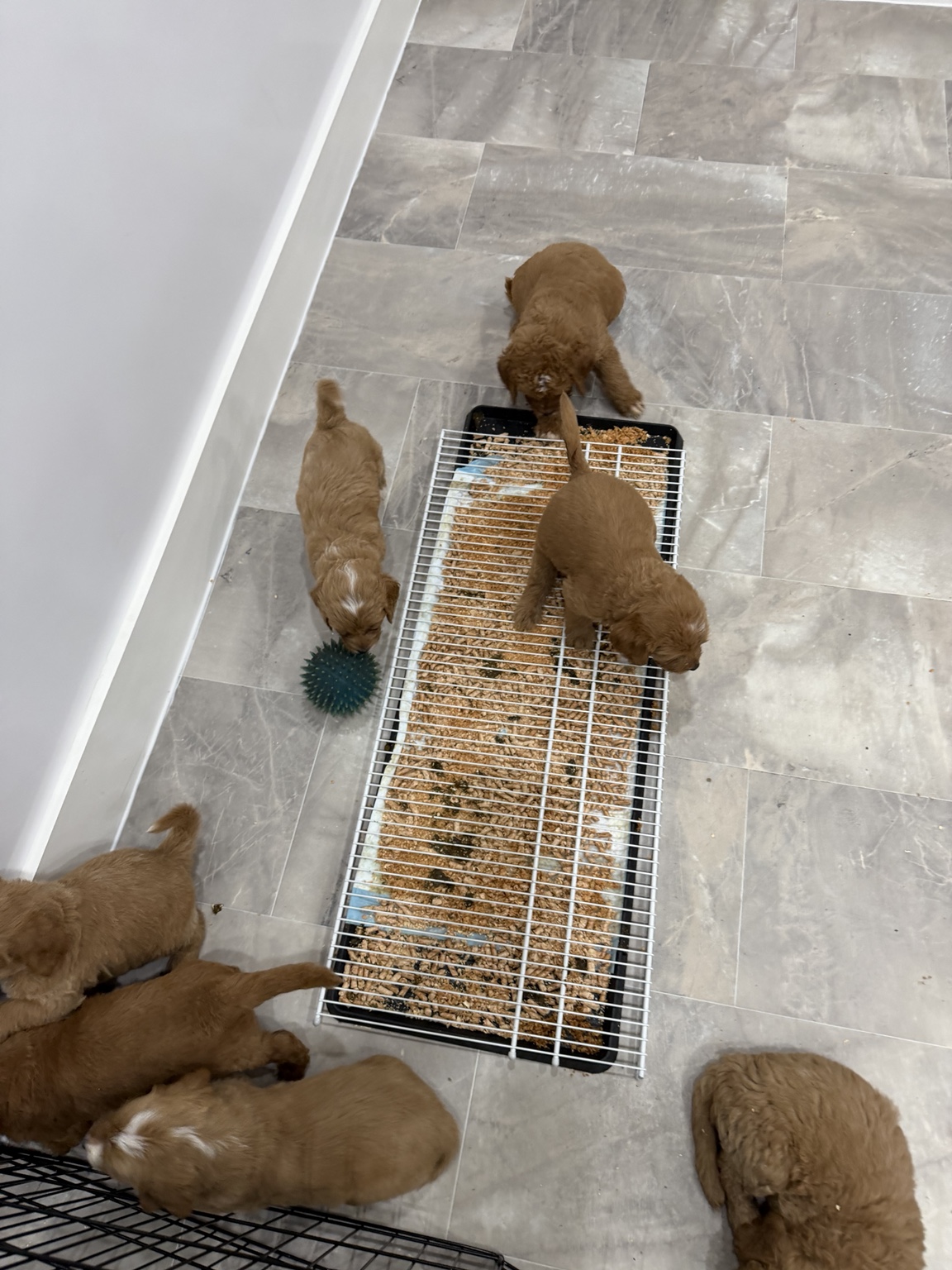 Goldendoodle puppies being introduced to a designated potty area