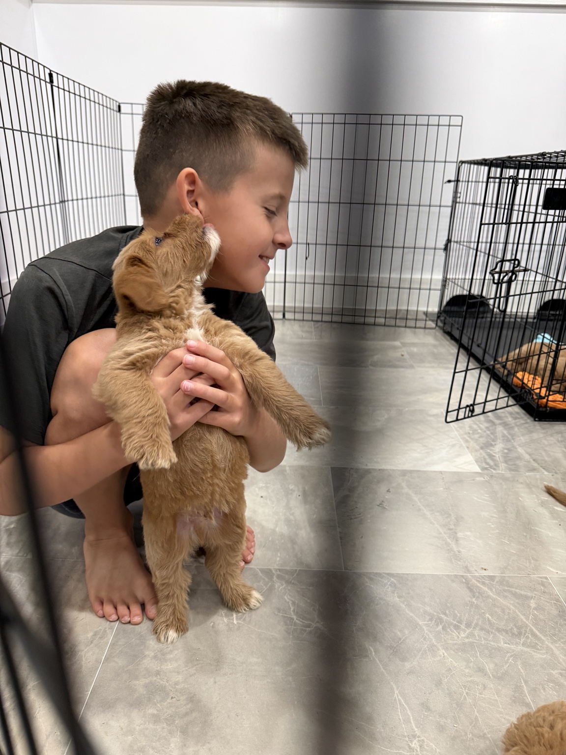 Family-raised Goldendoodle puppy getting affection