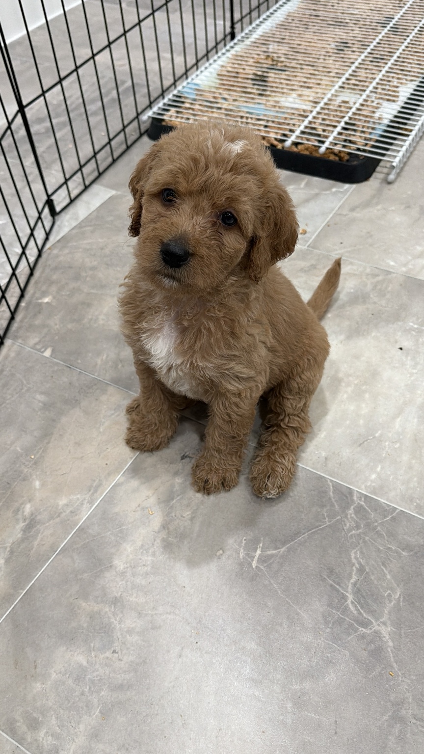Goldendoodle puppy