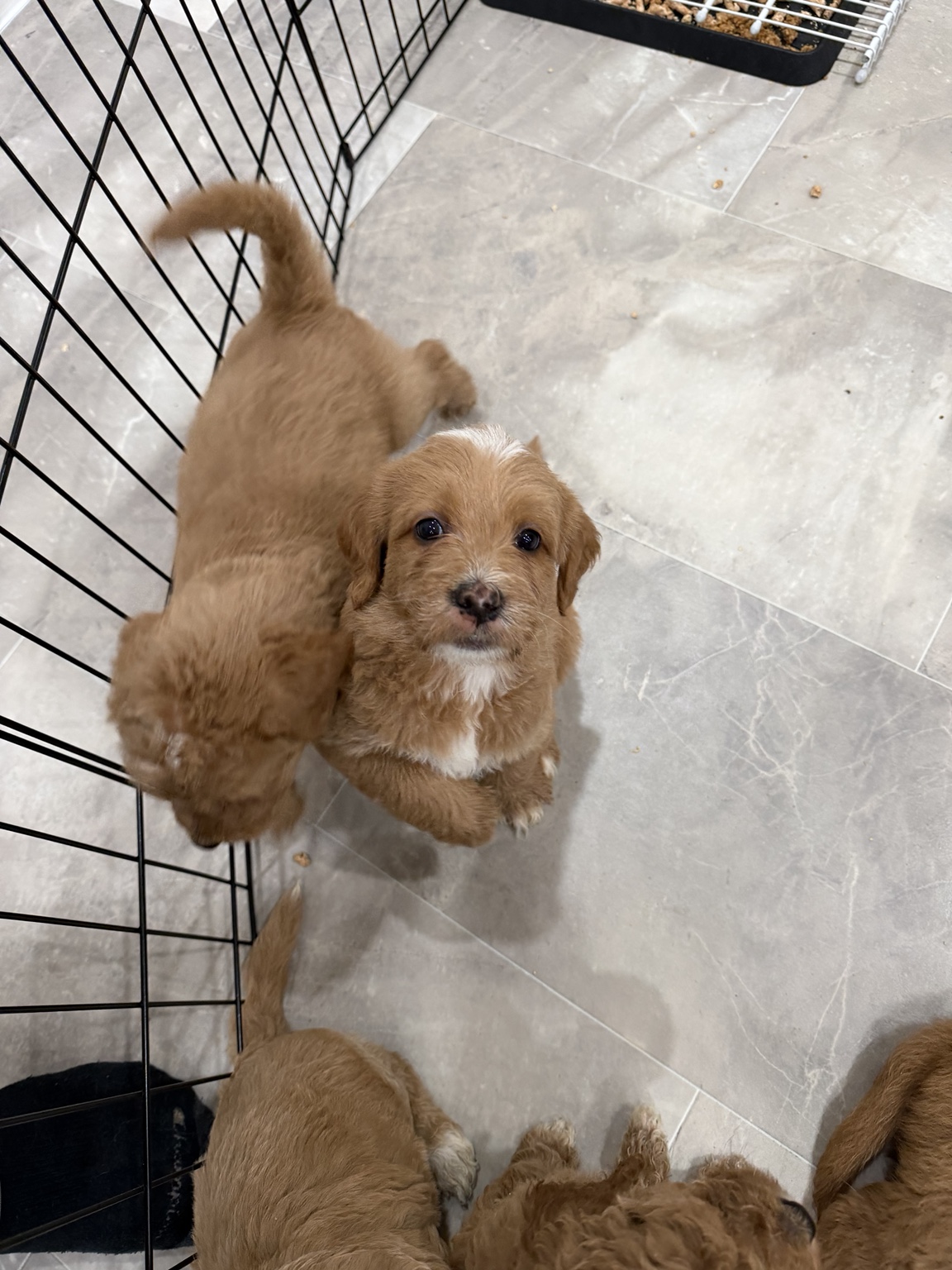 Goldendoodle puppies playing
