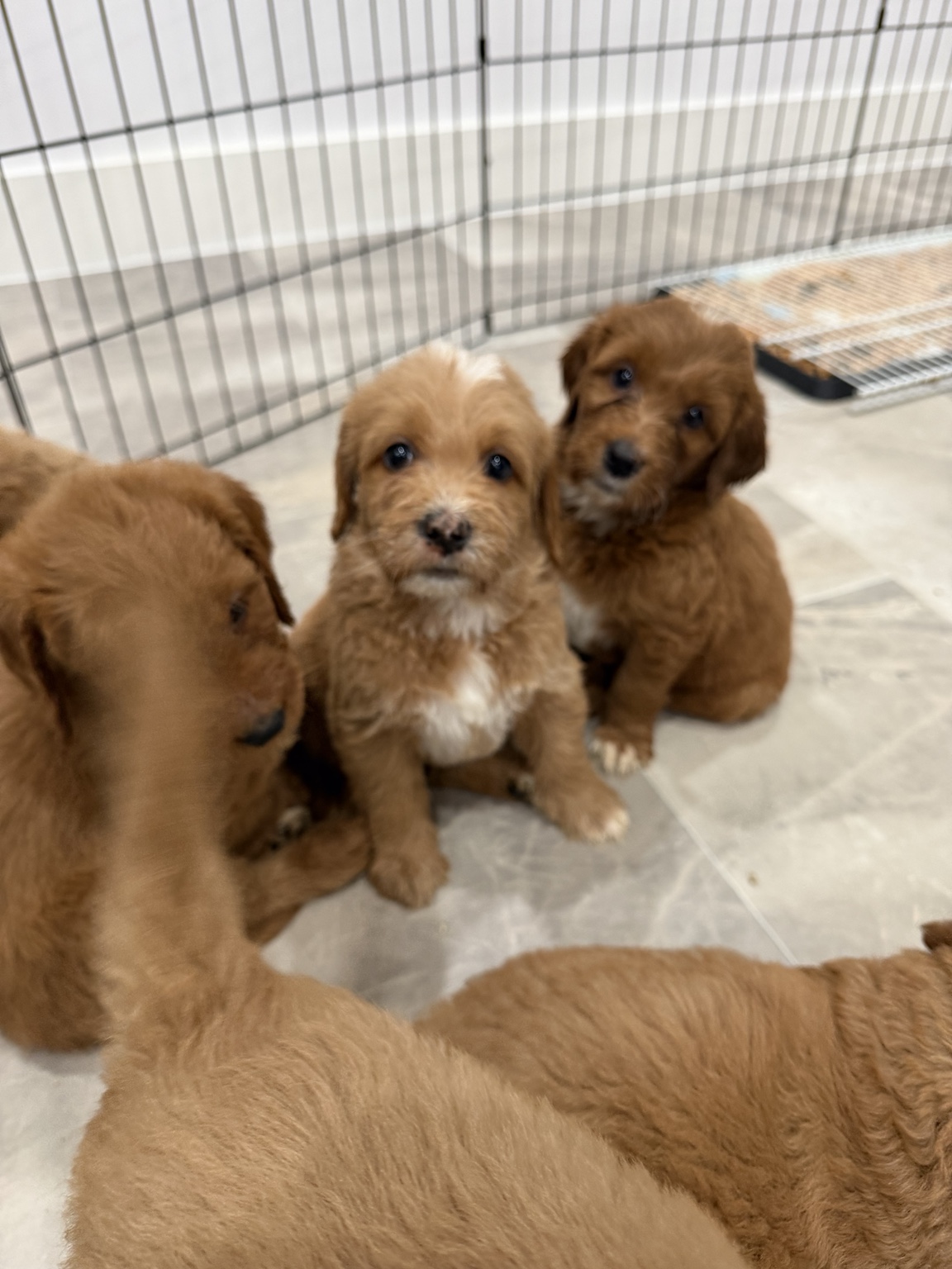 Goldendoodle puppies together