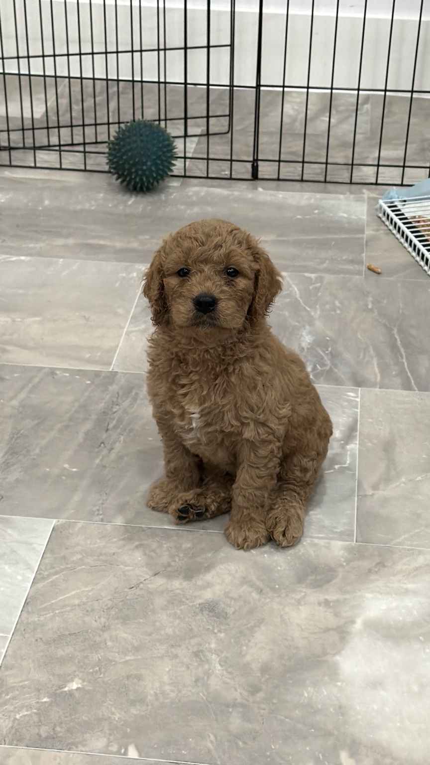 Goldendoodle puppy portrait